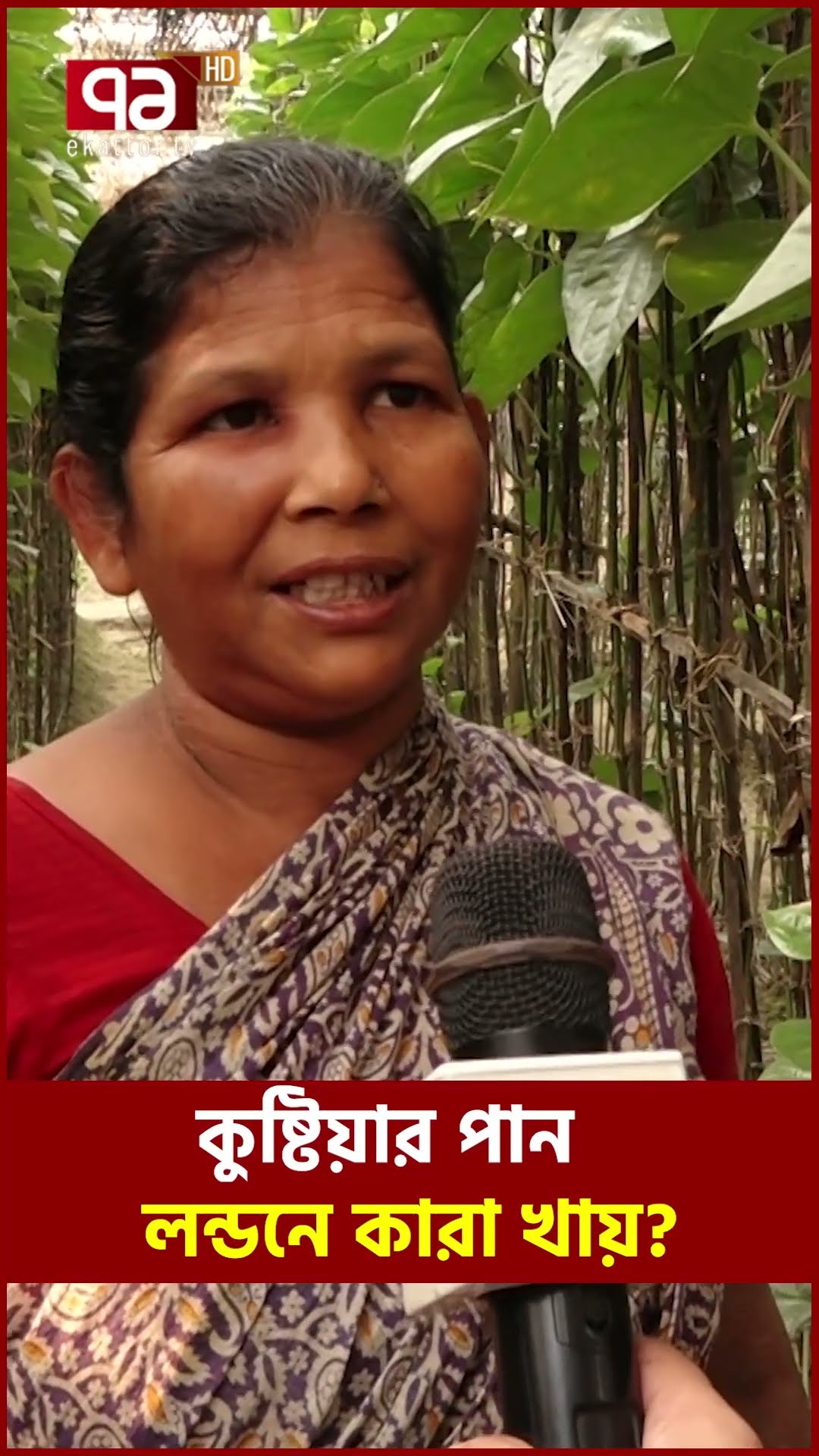 কুষ্টিয়ার কোটি টাকার পান! | Kushtia | Ekattor Tv