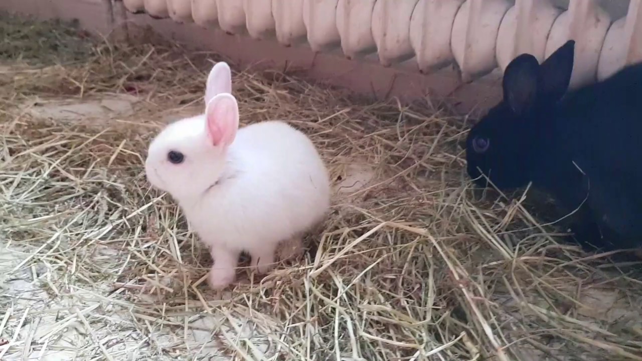 Включи видео кролики