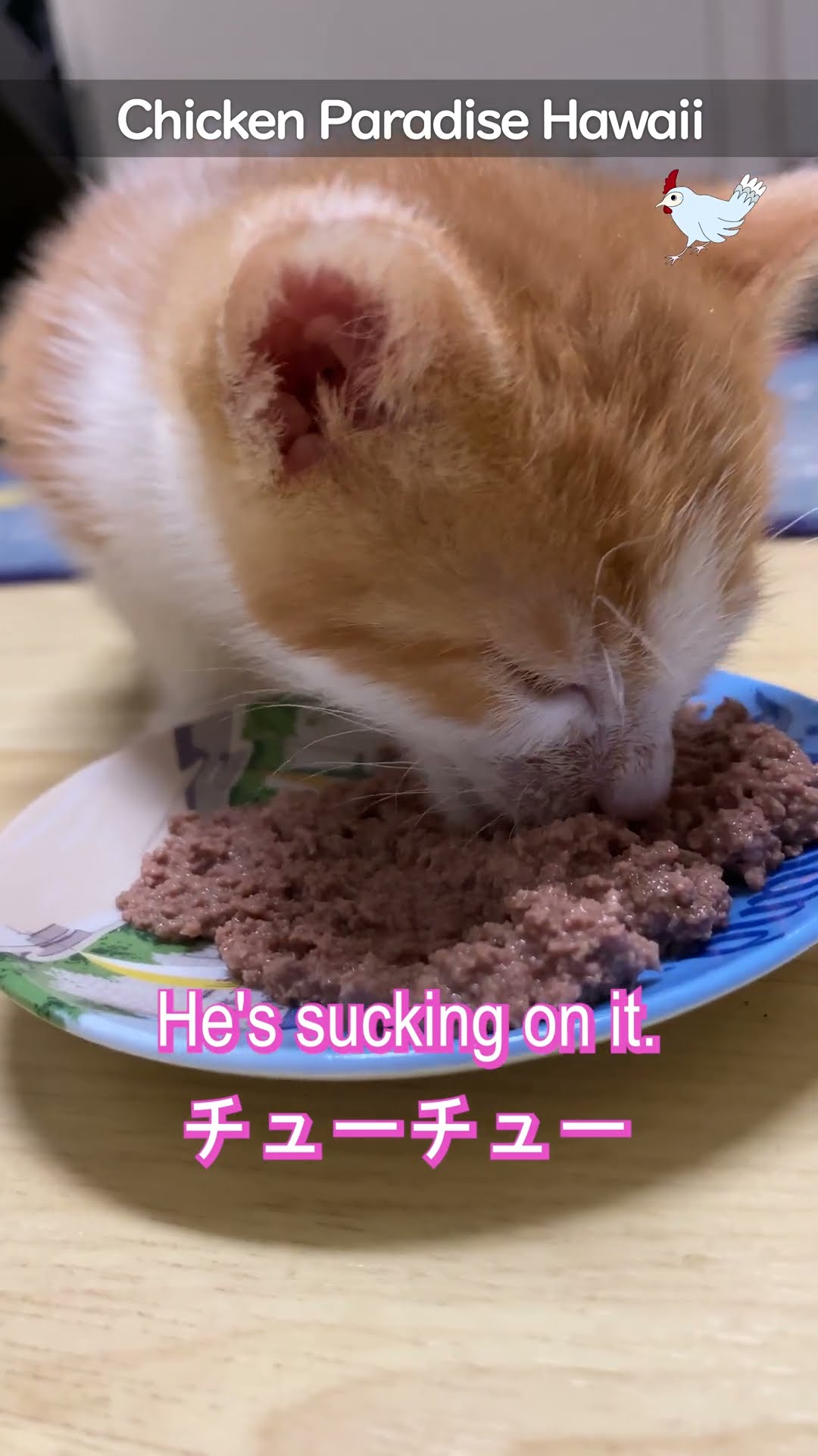 Is cat food tastier?