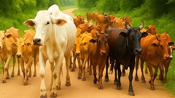 Aktivitas Sapi Lembu kampung Berkeliling Menuju ladang, Suara Sapi Moo, Sapi Lucu Beramai ramai
