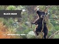 Black Bear | National Wildlife Week 2023