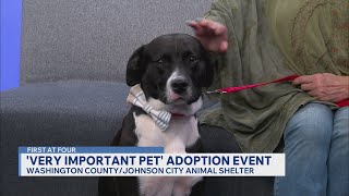 Washington County-Johnson City Animal Shelter hosting 'Very Important Pet' adoption event