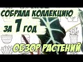 🌺 Обзор моих комнатных растений 🌺 после зимовки 🌺 часть 1