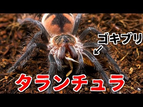 世界最大級のゴキブリ達と戯れてきた Youtube