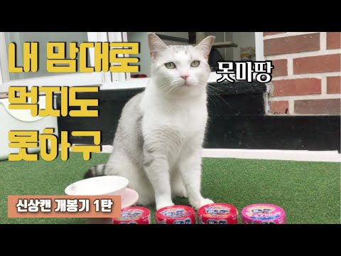 고양이 신상 간식캔 개봉기 1탄(LG유니참 긴노스푼캔 언박싱)