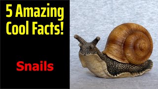 5 Fascinating Facts About Snails