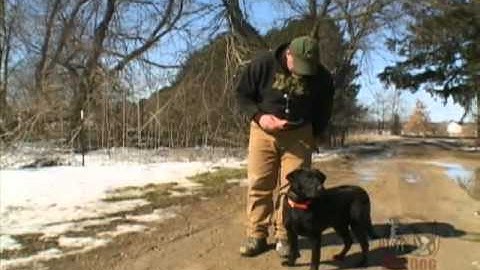 Force Fetching Transition With Collar