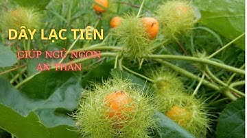 Cây Lạc Tiên Có Tác Dụng Gì? Bài Thuốc Quý Cho Giấc Ngủ Ngon & An Thần#thaoduocdantoc #cuocsong