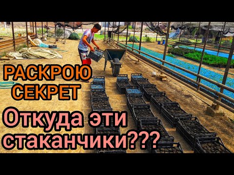 Секрет на миллион ТАШКЕНТСКИЙ БЛОГЕР РАСКРЫВАЕТ СЕКРЕТЫ ЦВЕТОВОДСТВО. Как сэкономить ДЕНЬГИ и ВРЕМЯ.