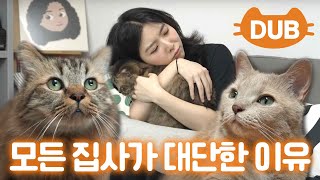 I can do 'This' for my cat every dayㅣVeterinarian Chul's home visit ep. Stella Jang
