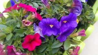 Cubot S550 Camera Sample