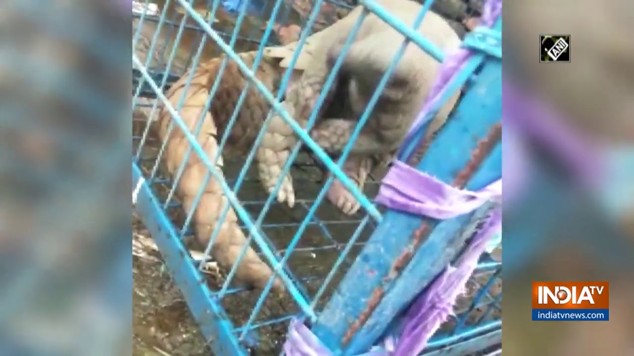 Pangolin rescued from temple in AP`s Prakasam