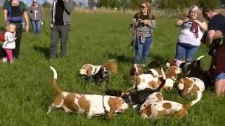 Scottish Basset Hound Walk at Belwade Farm October 2016 by Ally Crombie 74,520 views 7 years ago 8 minutes, 40 seconds