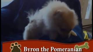 Byron the Pomeranian by Patty Wirth 1,383 views 6 years ago 1 minute, 54 seconds