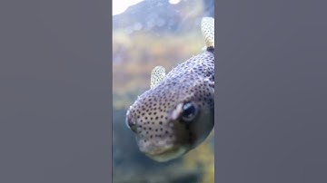 "Deep Sea Secrets: 4 Mind-Blowing Facts!" #Shorts#Underwater World#