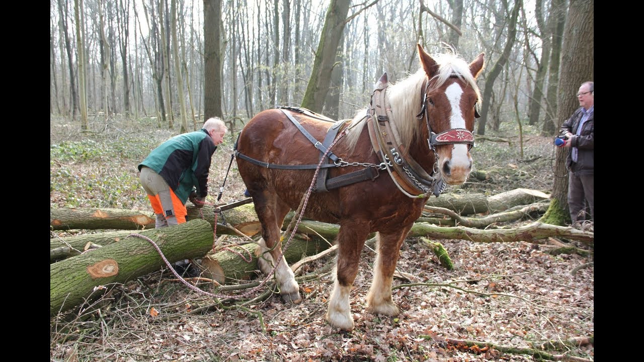 Rückepferd Sepp im Einsatz in Meerbusch