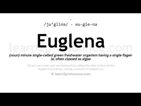 Video: Euglena necə yeyir?