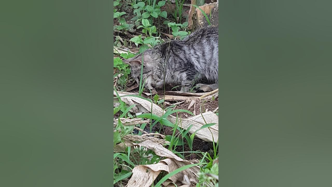 My cat eating termites YouTube