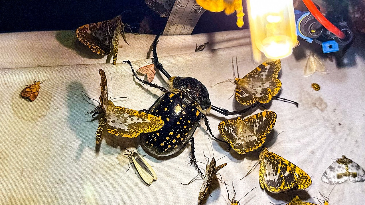 A surprising insect flies into a light trap in Taiwan - YouTube