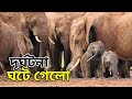 Elephant rampage in cropland  wild elephant rampage in locality  elephant fight  what is another name for elephant