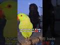 dosti forever mithu & chandi #2026 #parrot #talkingparot #pug #dogvideos #explorepage #shorts