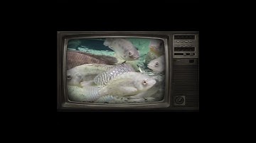 Cá rô phi giá trị dinh dưỡng