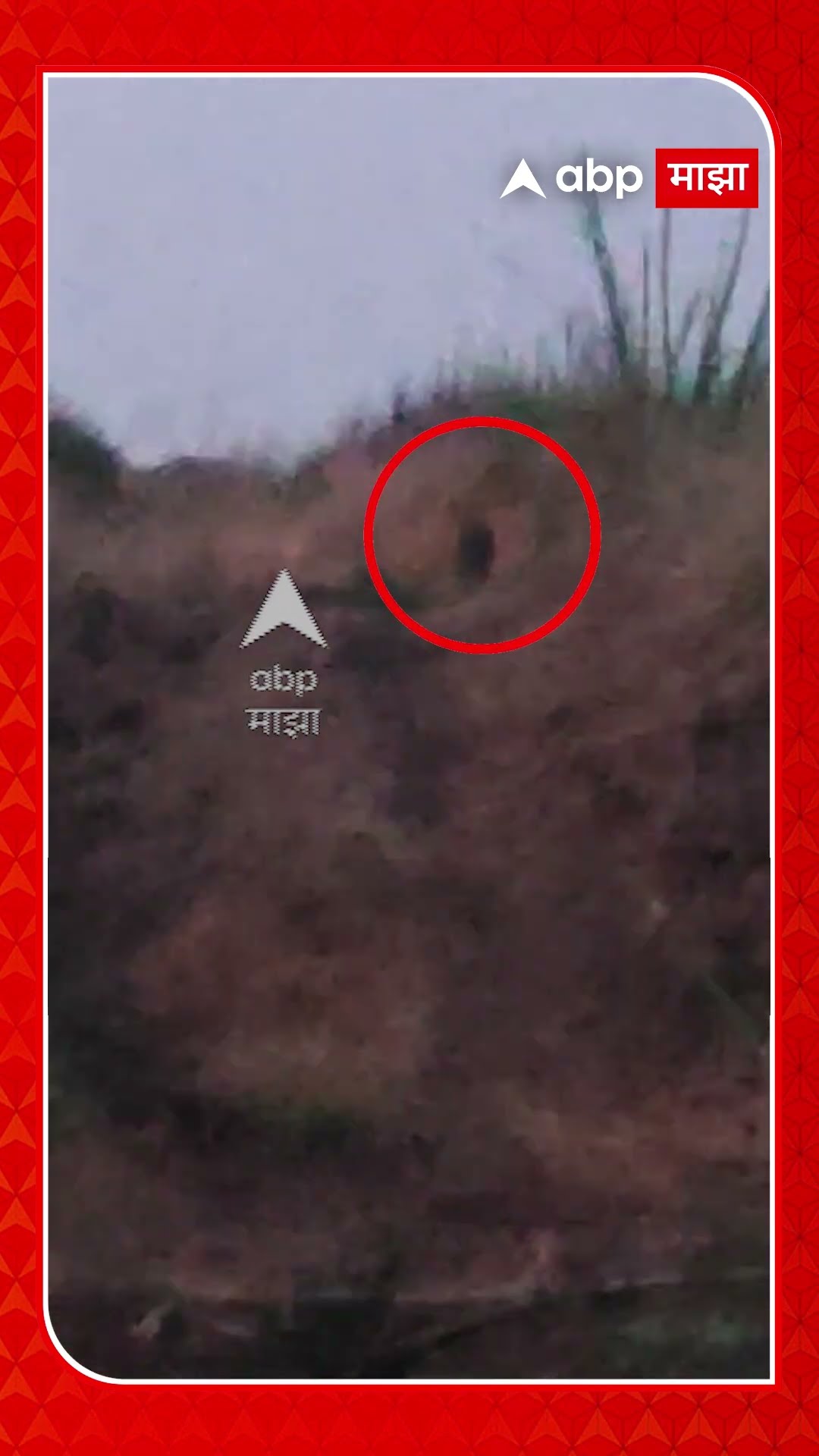 Solapur Strange Animal : करमाळ्यात दिसलेला 'तो' प्राणी कोणता? बिबट्या की आणखी काही?