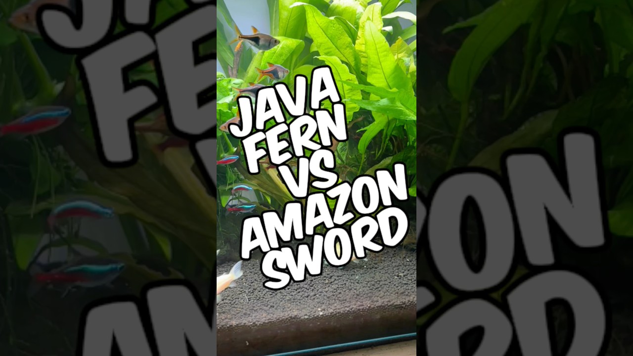 Папоротник яванский или амазонский мечелистник: какое растение вам больше подходит?