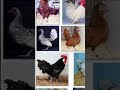 part120/Types of fancey hen in the world