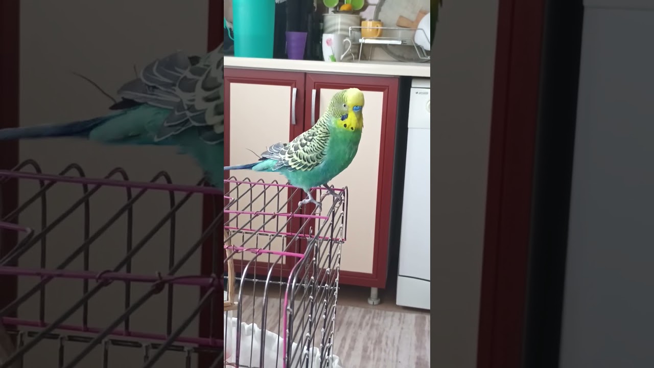 Konuşan Muhabbet Kuşu #birds #blackfacebudgie #budgies #parrot #muhabbetkuşu #cute #parakeet
