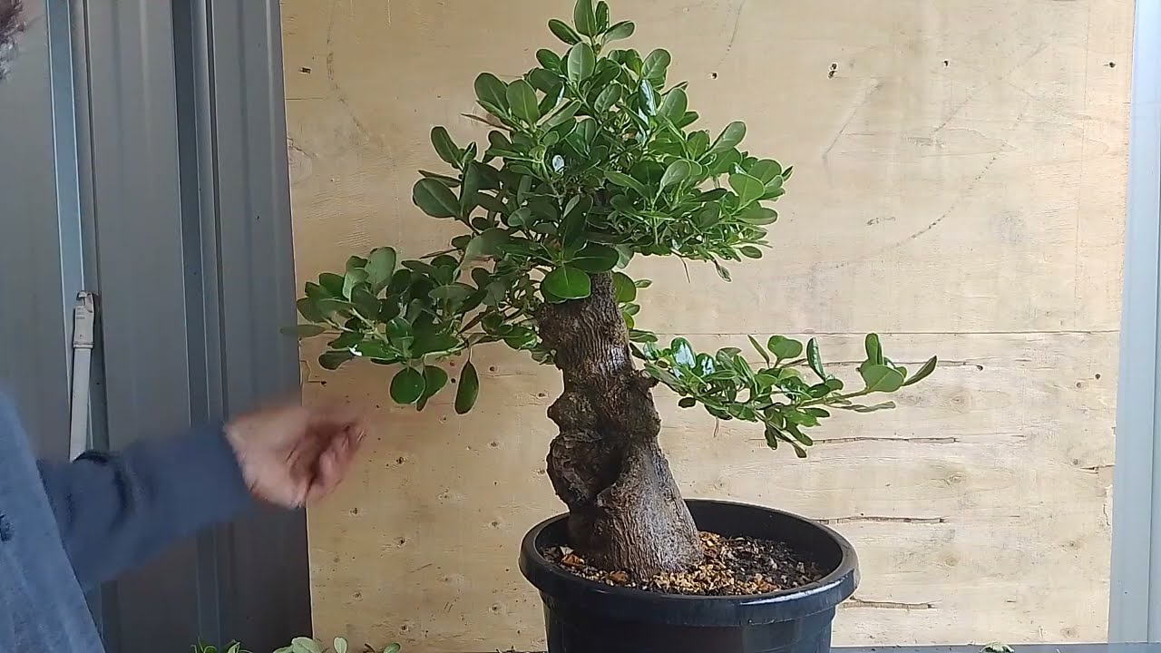 Mirror bush great beginners bonsai