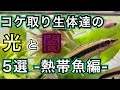 【飼育前に伝えたい】コケ取り生体別メリットとデメリットを解説！熱帯魚編【アクアリウム】