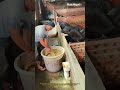 Satisfying Farm↓ Hungry Pigs Climb Wall For Food!
