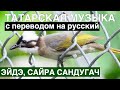 Татарские песни с переводом на русский I Сайра, әйдә, сандугач - Давай, спой, соловушка I Фирдус