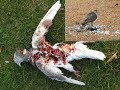 Начинаются жесткие атаки ястреба/ Tough attacks of a goshawk hawk on pigeons