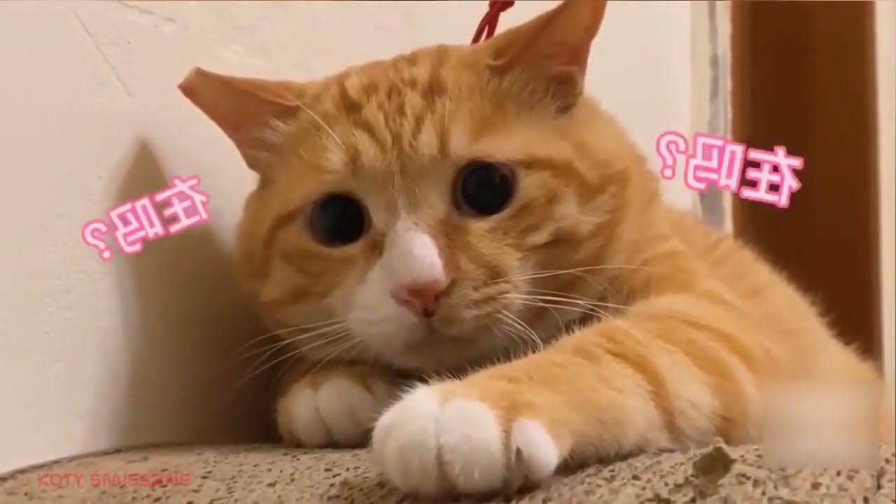 En Komik Kedi Videoları Gülmekten Ağlayacaksınız 3 Komik Hayvanlar