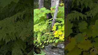 Inquisitive Bear Cub Explore Its Surroundings While Looking for a Snack