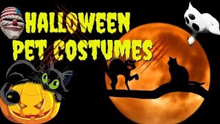 Halloween Pet Costumes 2019 - Funny Pets In Halloween Costumes – Halloween Cat And Dog Costumes