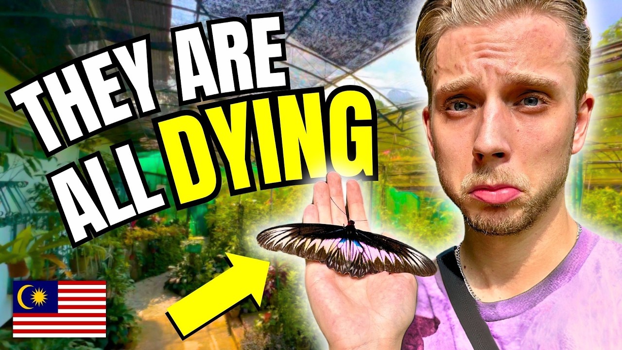 Грустная правда о Саде бабочек в Куала-Лумпуре, Малайзия… 🇲🇾