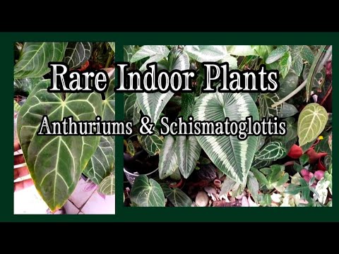Vídeo: Plantes d'interior rares: les plantes d'interior més cares del món