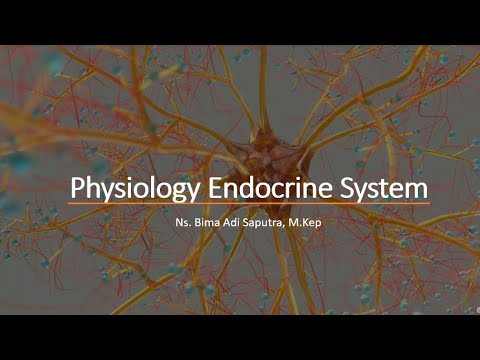 Physiology Endocrine System