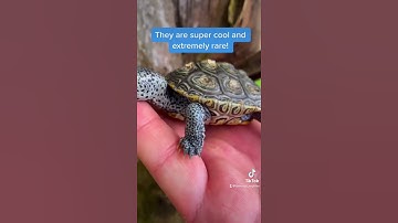 TREE TURTLE! 😯 #islanublar #diamondbackterrapin #turtle #notreal