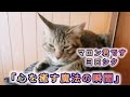 【二匹の仲良し猫コンビ】「心を癒す魔法の瞬間‼️」