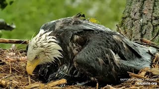 Decorah Eagles. What a dad! HD shelters DH2 from the rain - explore.org 05-14-2023