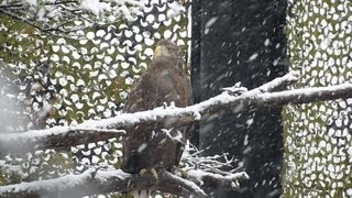 旭山動物園が冬営業開始 北海道、ワシが頭上舞う新施設も