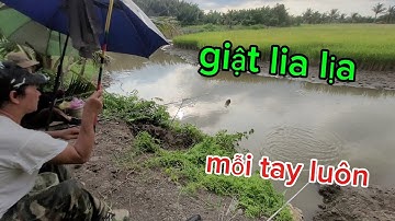 Câu mùa lúa chín giật rô đồng lia lịa mỗi tay luôn