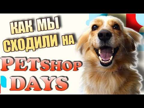 Как мы с Тимми сходили на фестиваль Petshop Days 2018