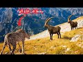 هذا الفهد الثلجي دخل في مواجهة مع الخصم الخطأ شاهد ماذا حدث بلنهاية هذا الفهد الثلجي دخل في مواجهة مع الخصم الخطأ شاهد ماذا حدث بلنهاية