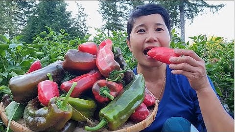 THU HOẠCH ỚT TRIỆU NGỌT, CÀ CHUA TRIỆU NGỌT, BẦU NGẮN, BẦU HỒ LÔ, DƯA LEO HÀN QUỐC