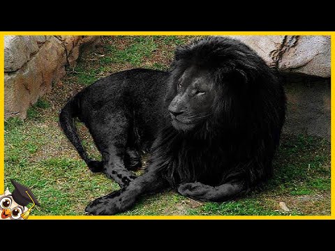 Video: Le specie animali più rare. La specie animale più rara